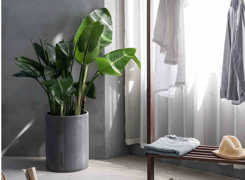 8 Plants to Grow to Save Money and Time