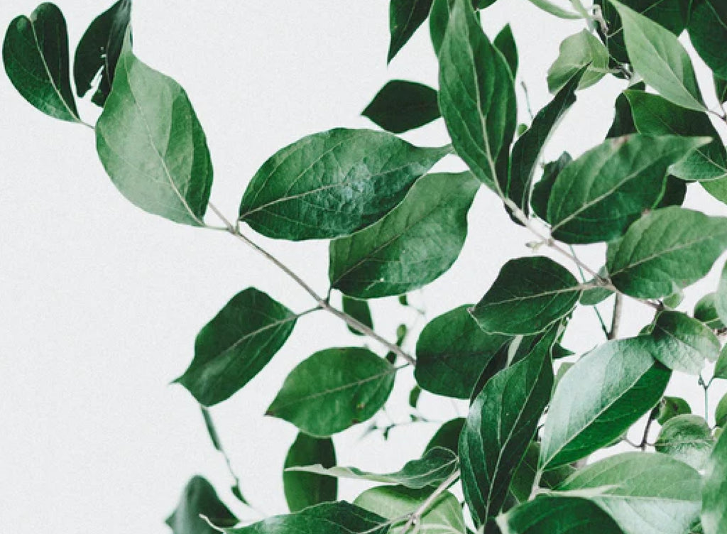 What is Greenwashing and how to avoid it